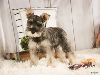 Miniature Schnauzer dogs Maggie - Ad 39