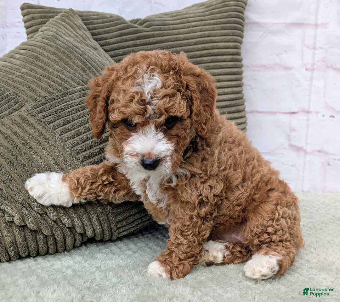 Mini Goldendoodle dogs for sale: Starry - Ad 2