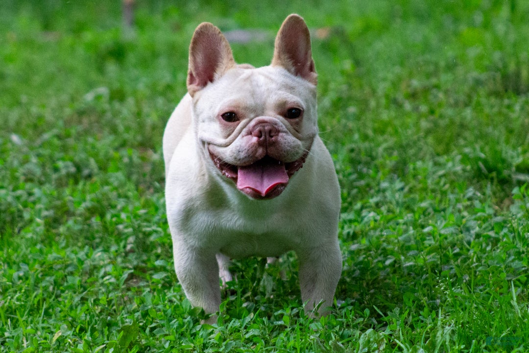 French Bulldog dogs for sale: KNOCKOUT ❌️ EAST BAYS FRENCHIES ROXY - Ad 2