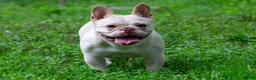 French Bulldog dogs for sale: KNOCKOUT ❌️ EAST BAYS FRENCHIES ROXY - Ad 2