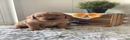 Golden Retriever dogs for sale: Golden Retriever -  Manny - Ad 4