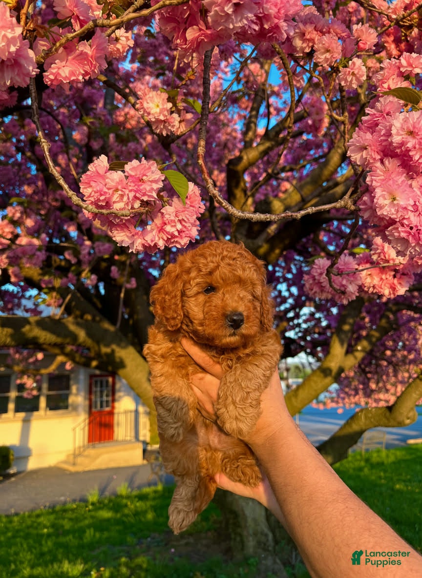 Toy Poodle dogs Bear - Ad 2