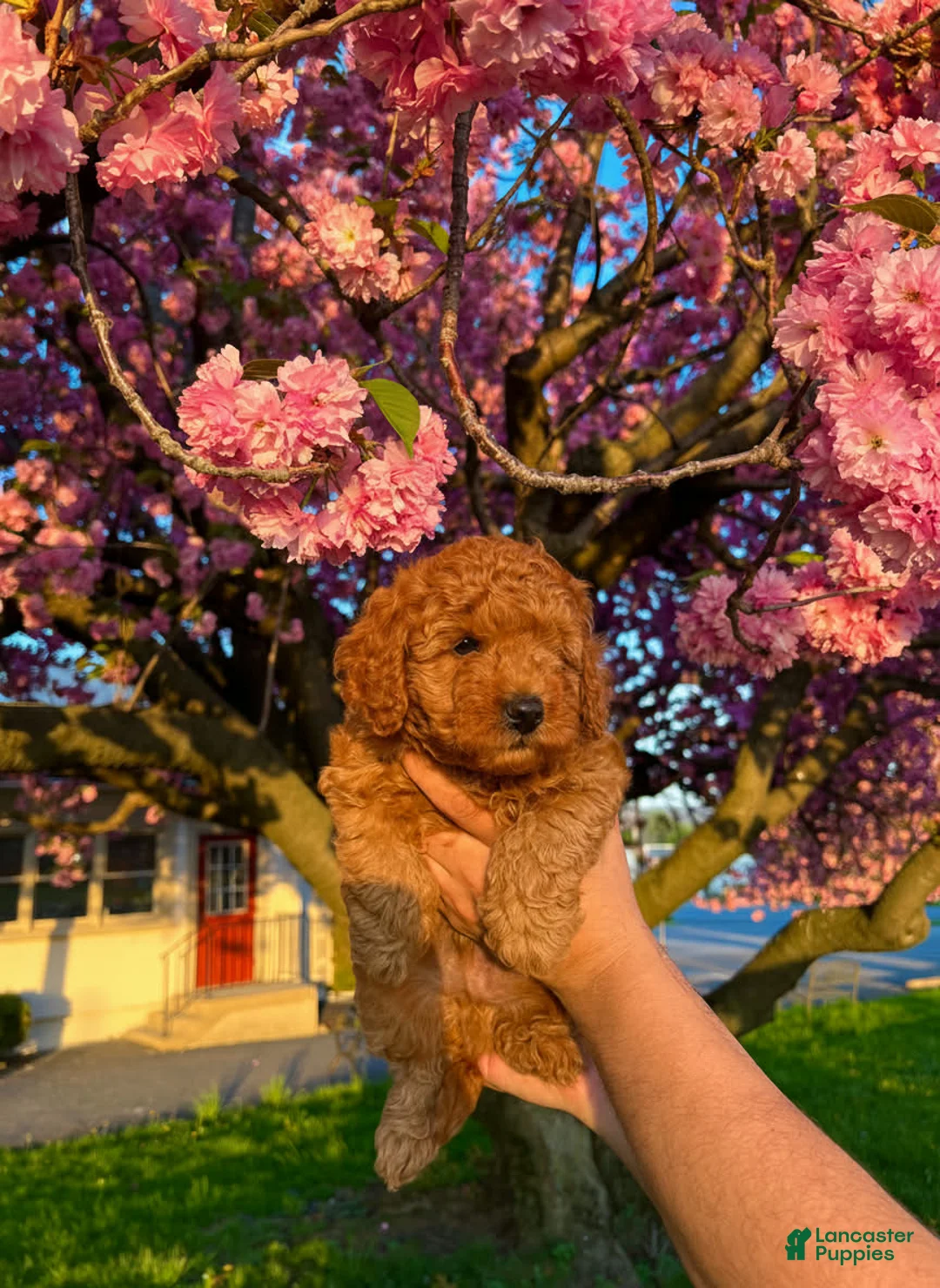 Toy Poodle dogs for sale: Bear - Ad 2