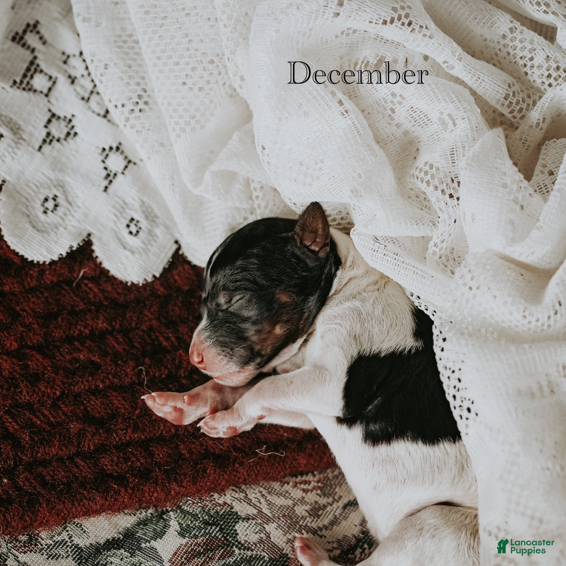 Standard Poodle dogs December - Ad 9