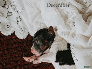 Standard Poodle dogs December - Ad 16