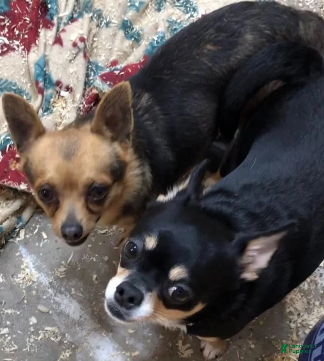 Gallery Image {{count}}