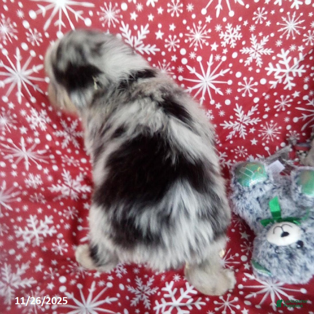 Miniature Australian Shepherd dogs for sale: Buckeye - Ad 2