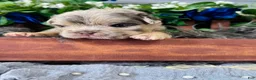 French Bulldog dogs for sale: Mrs. Pound Cake  - Ad 5