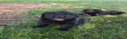 Newfoundland dogs for sale: Hayden - Ad 7