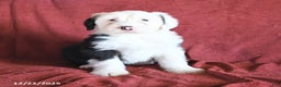 Old English Sheepdog dogs for sale: Molly - Ad 2