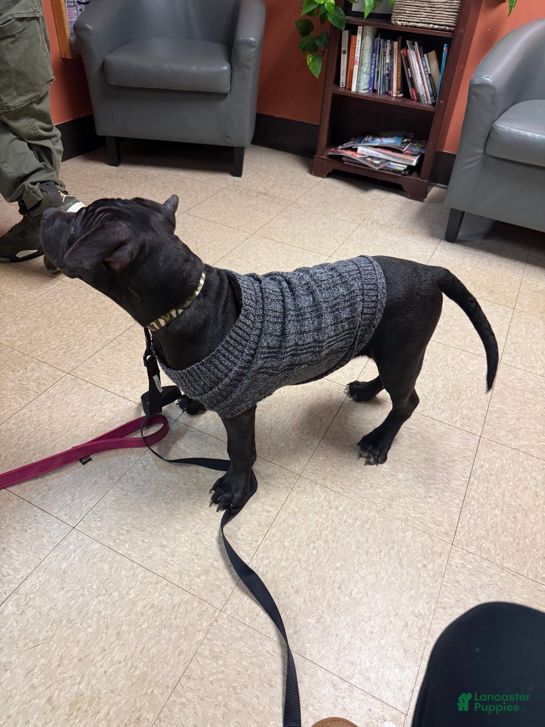 American Bully dogs for sale: Kobe - Ad 7