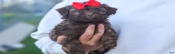Havapoo dogs for sale: OLIVER - Ad 13