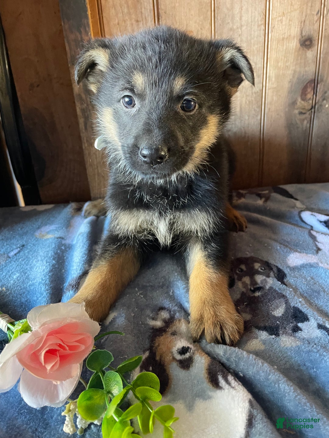 German Shepherd dogs for sale: Faith - Ad 3