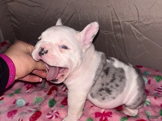 American Bully dogs American Bully Puppy 5 - Ad 15