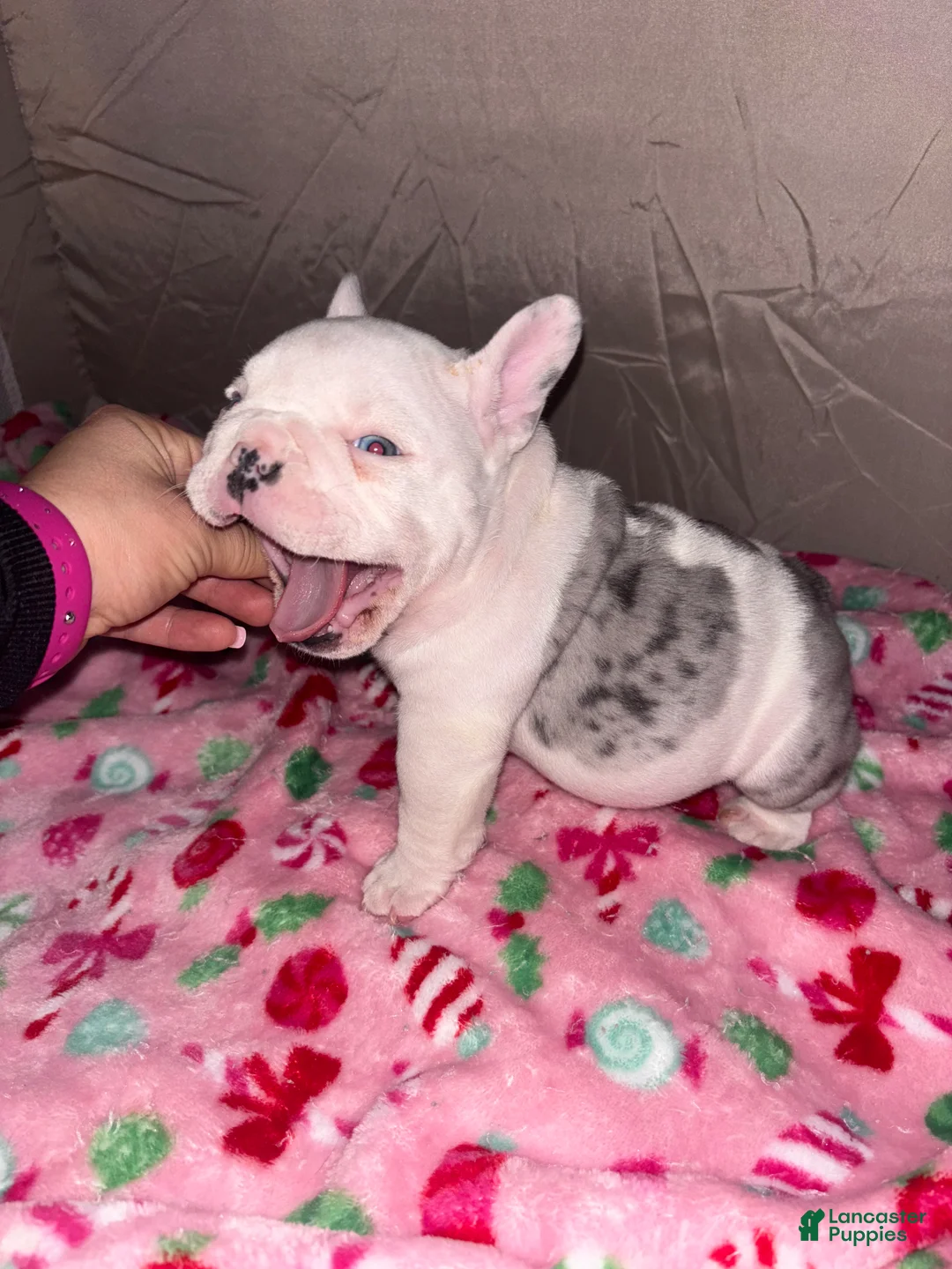 American Bully dogs for sale: American Bully Puppy 4 - Ad 17