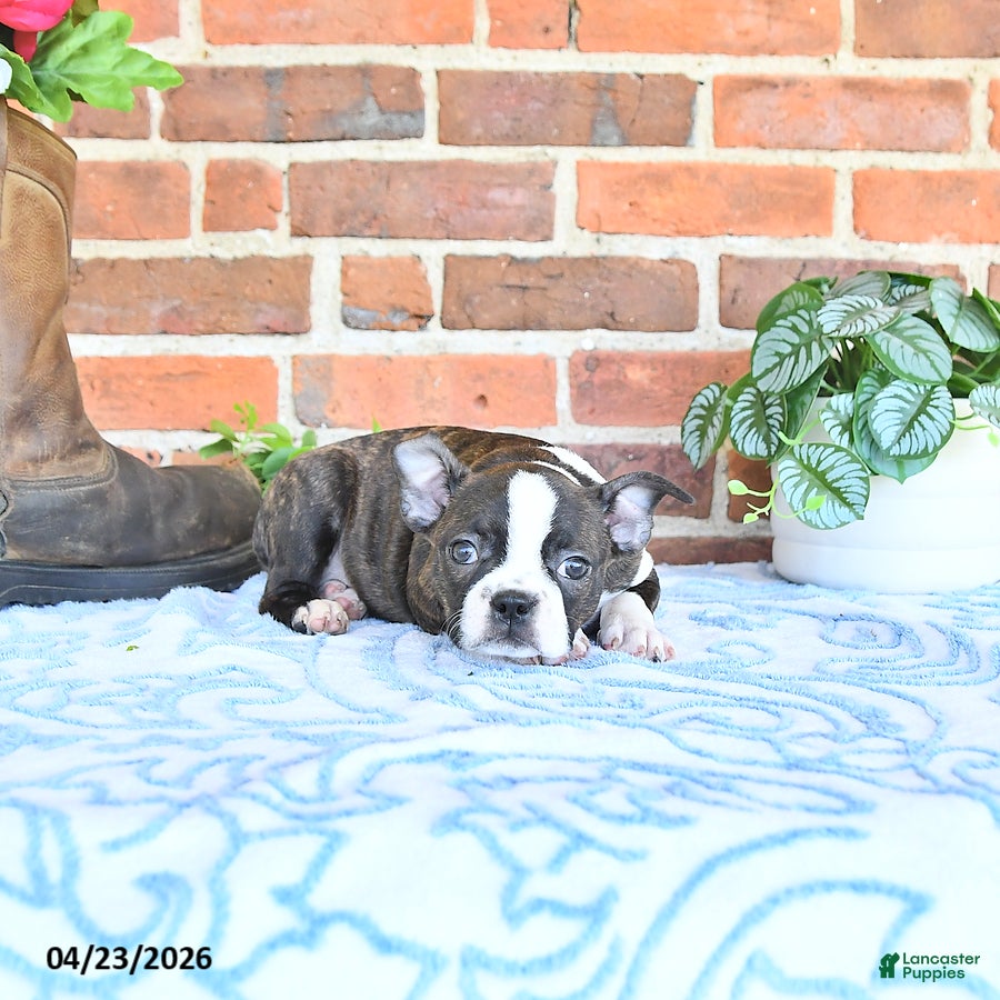 Boston Terrier dogs Maybelle - Ad 2