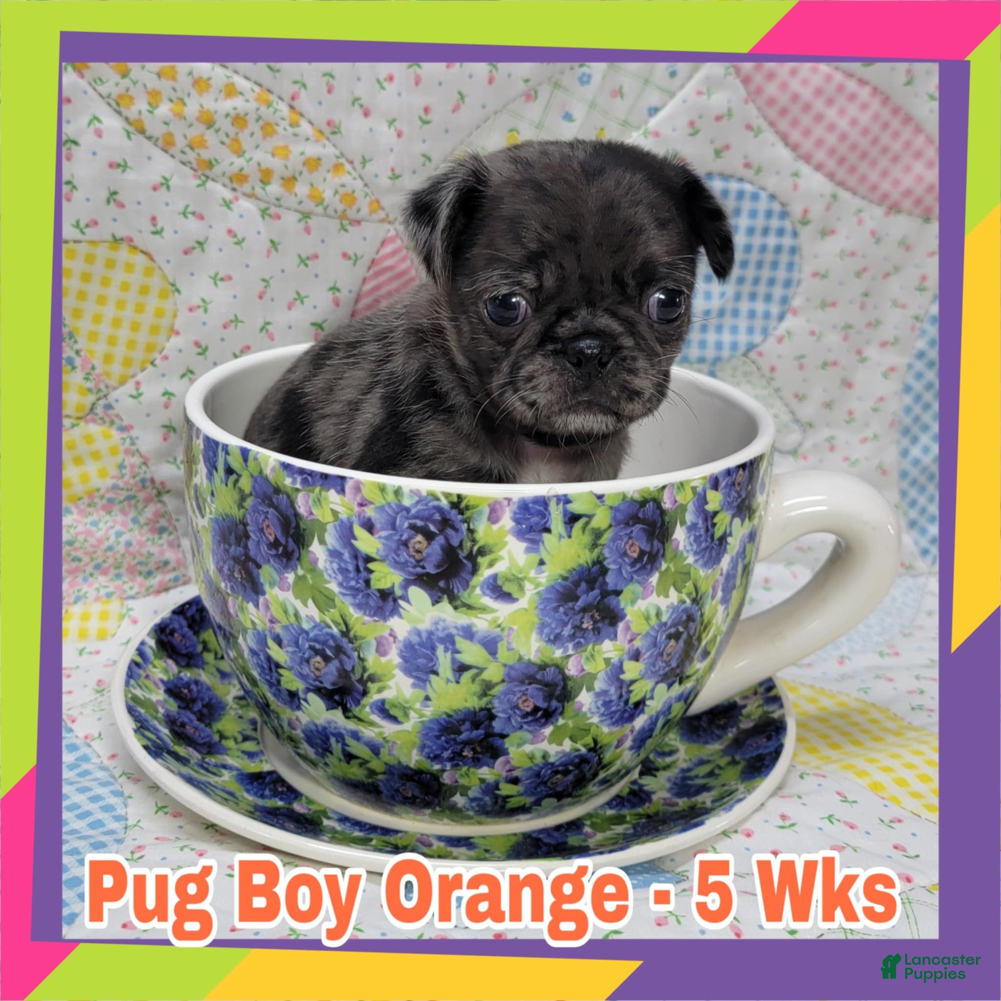 Pug dogs Pug Puppy Boy Orange - Ad 8