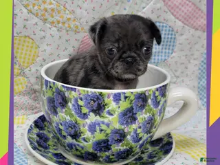 Pug dogs Pug Puppy Boy Orange - Ad 8