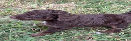 Standard Poodle dogs for sale: Blade - Ad 2