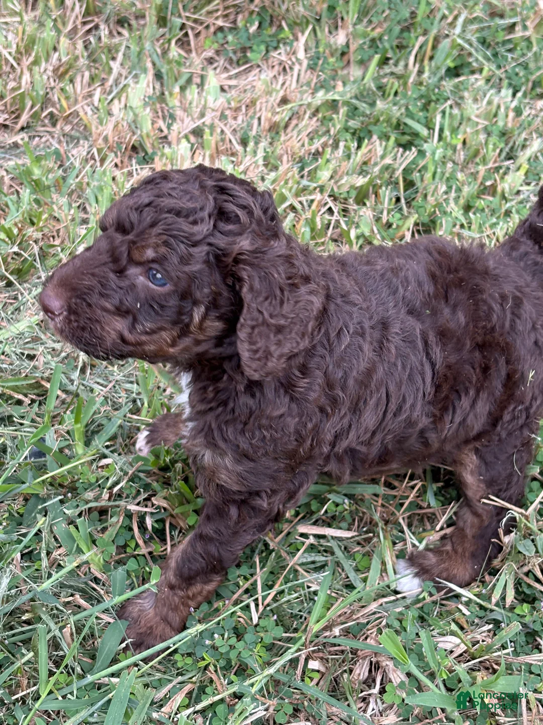 Standard Poodle dogs for sale: Blade - Ad 2