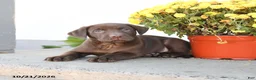 Labrador Retriever dogs for sale: Lenny - Ad 2