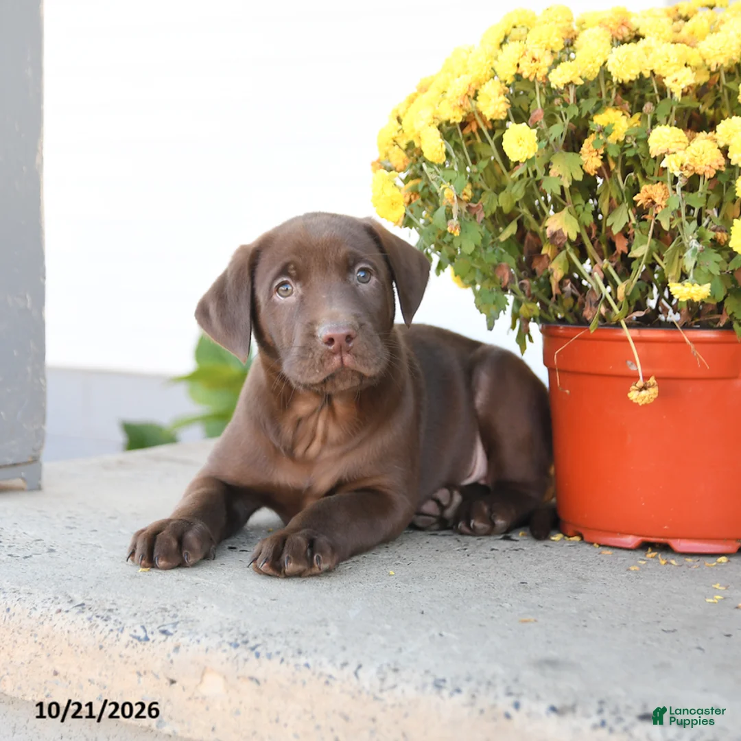 Labrador Retriever dogs for sale: Lenny - Ad 2