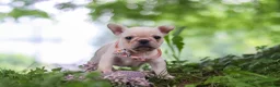French Bulldog dogs for sale: Sophie - Ad 5