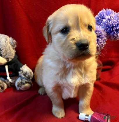 Golden Retriever dogs Teddi - Ad 28