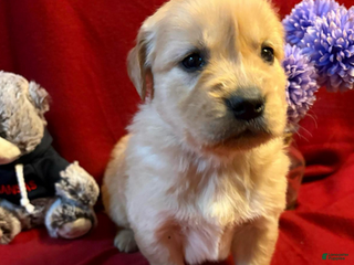 Golden Retriever dogs Teddi - Ad 31