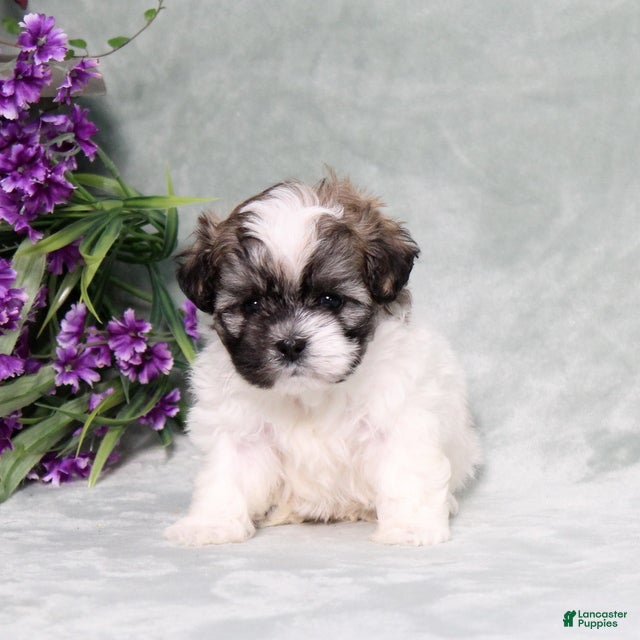 Teddy Bear dogs Waylon - Ad 1