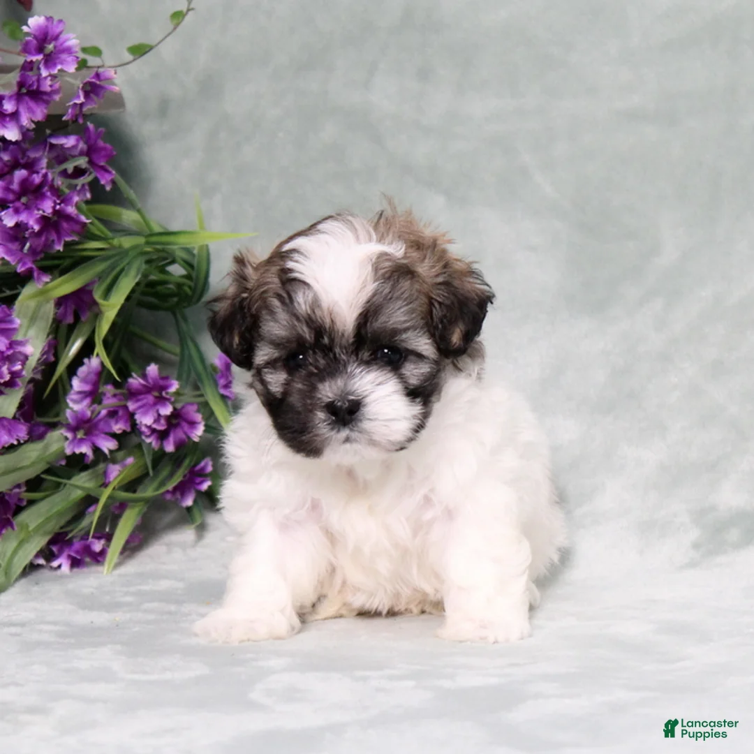 Teddy Bear dogs for sale: Waylon - Ad 1