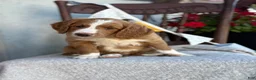 Goldendoodle dogs for sale: Corrie - Ad 6