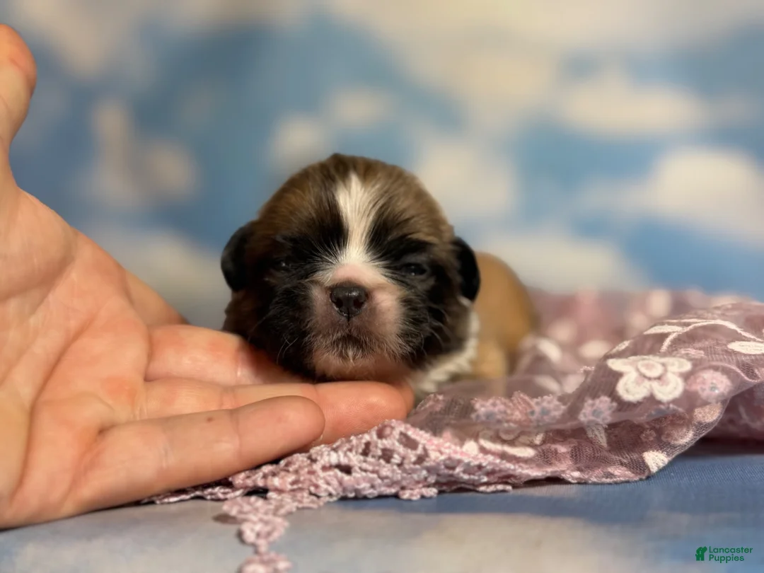 Pekingese dogs for sale: Akc Delilah DNA OFA GC Sired  - Ad 1