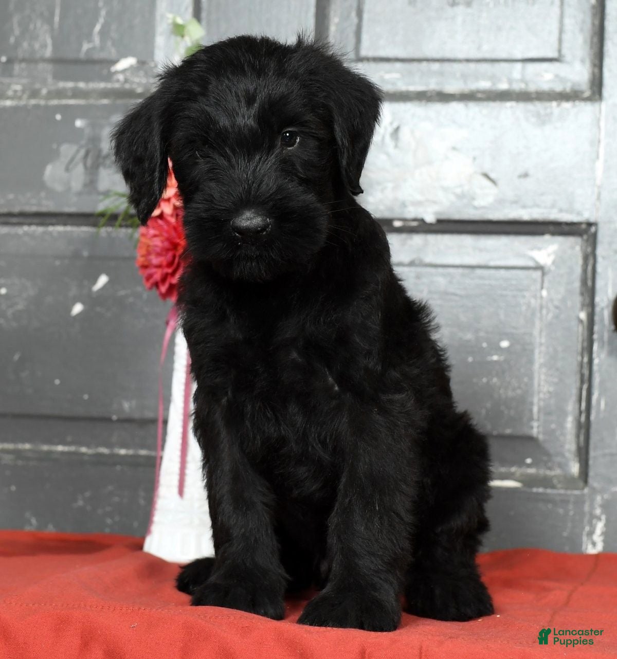 Giant Schnauzer Puppies for sale Lancaster Puppies