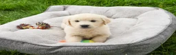 Golden Retriever dogs for sale: Delaney  - Ad 4