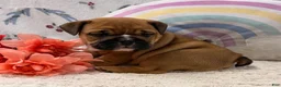 English Bulldog dogs for sale: Maci - Ad 3