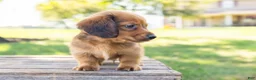 Miniature Dachshund dogs for sale: Peanut - Ad 7