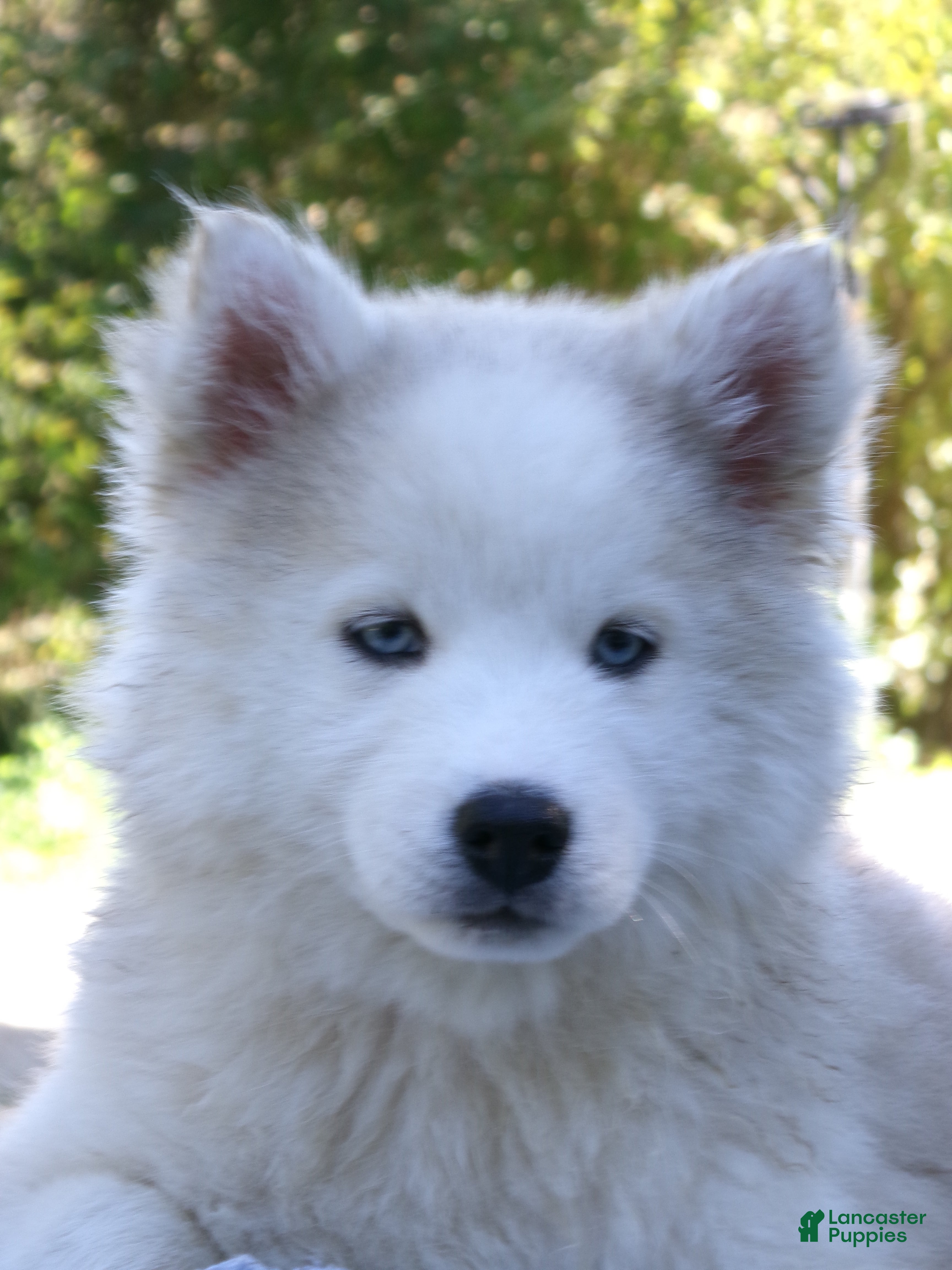Pomsky dogs for sale: Buster - Ad 2