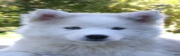 Pomsky dogs for sale: Buster - Ad 2