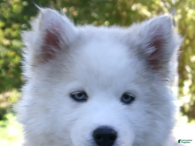 Pomsky dogs for sale: Buster - Ad 2