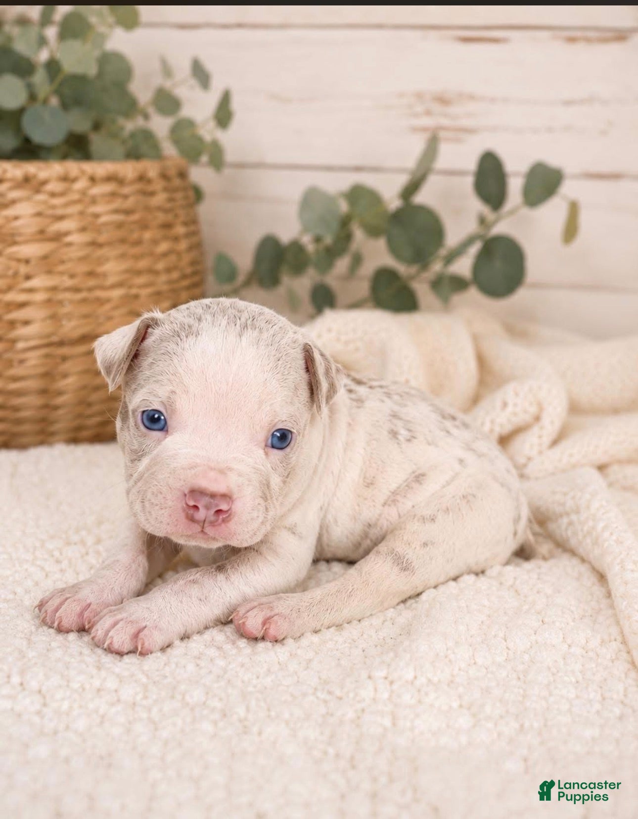 American Bully dogs for sale: Mixed Breed Puppy 4 - Ad 3