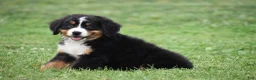 Bernese Mountain Dog dogs for sale: Princess - Ad 10