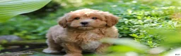 Maltipoo dogs for sale: Letty - Ad 5