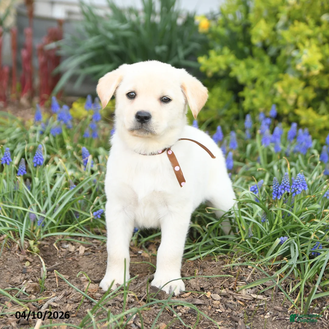 Mixed Breed dogs for sale: Cali  - Ad 3