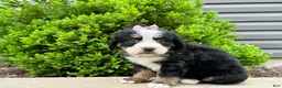 Bernese Mountain Dog dogs for sale: Storm - Ad 3