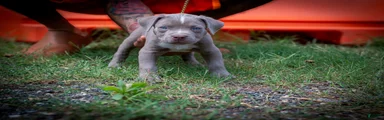 American Bully 1