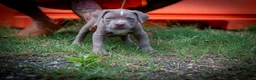 American Bully dogs for sale: American Bully 1 - Ad 1