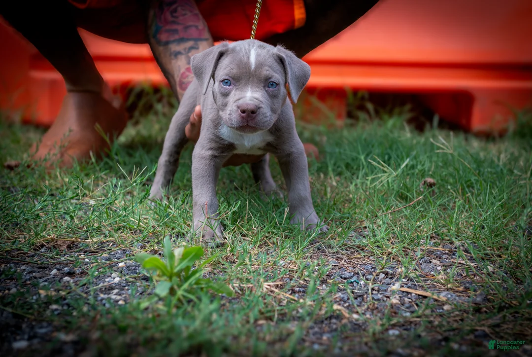 American Bully dogs for sale: American Bully 1 - Ad 1