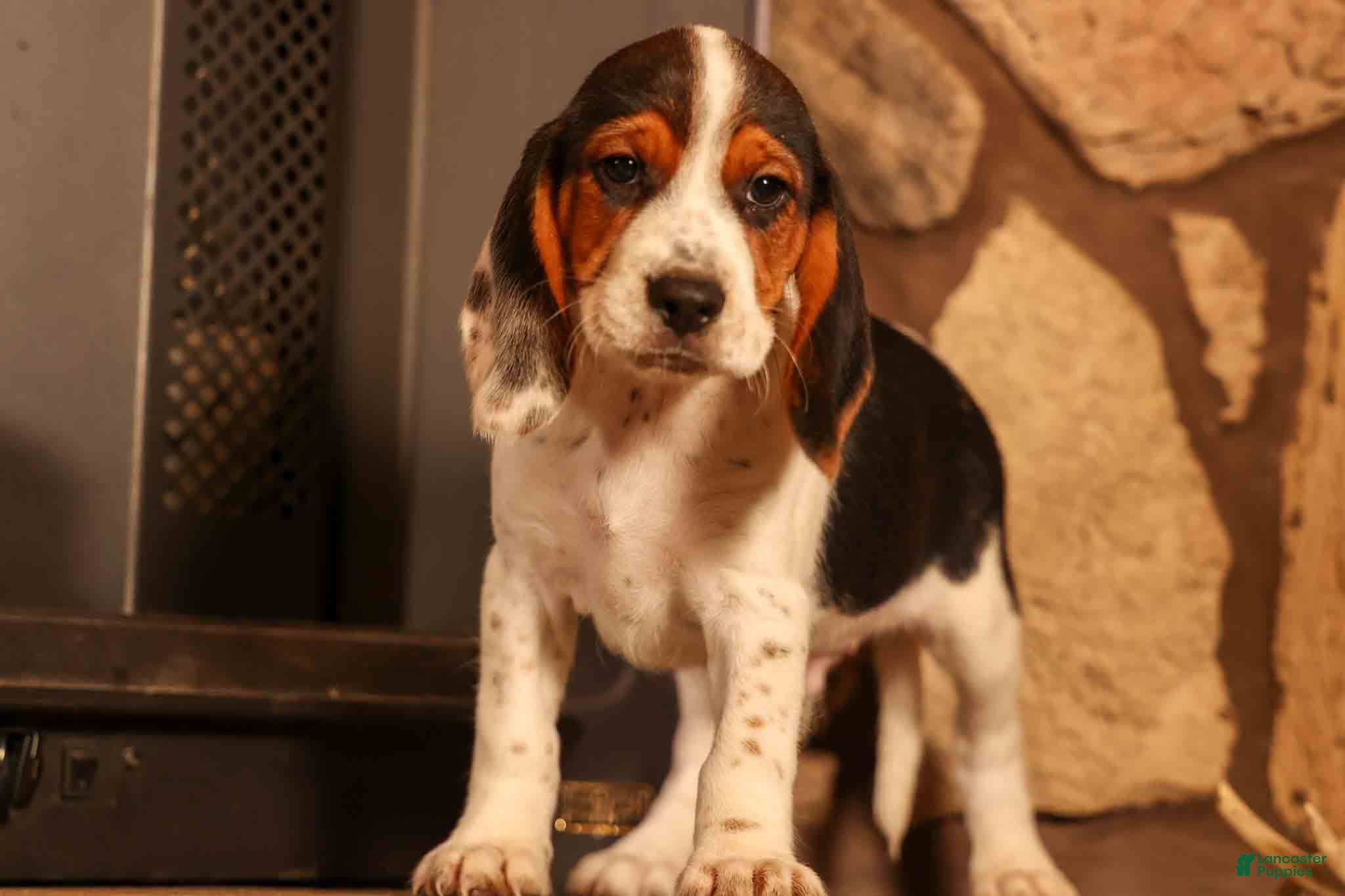 Beagle dogs  Dustin🐶 - Ad 2