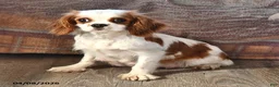 Cavalier King Charles Spaniel dogs for sale: Grace - Ad 4